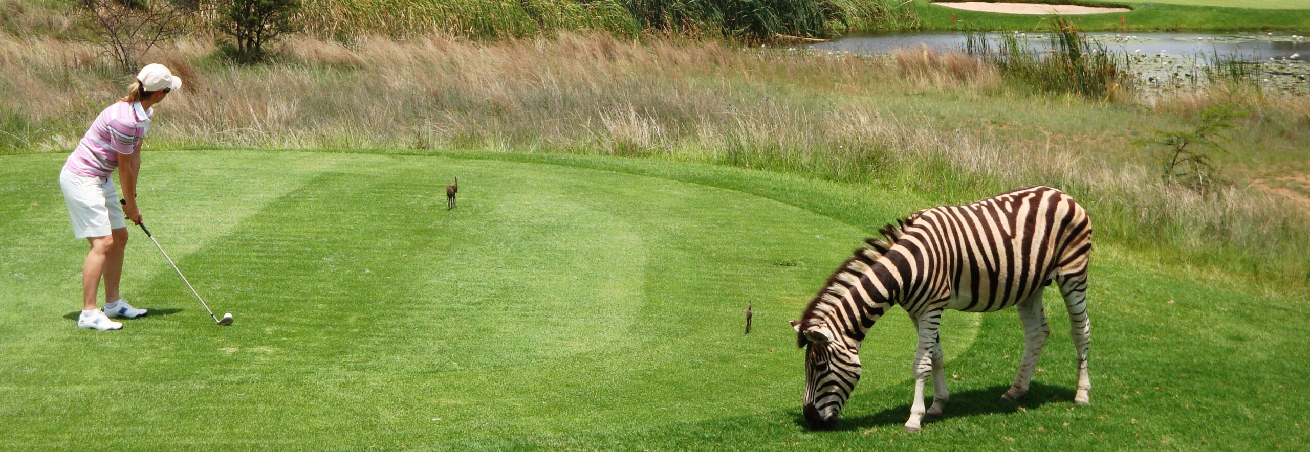 safari golf and games