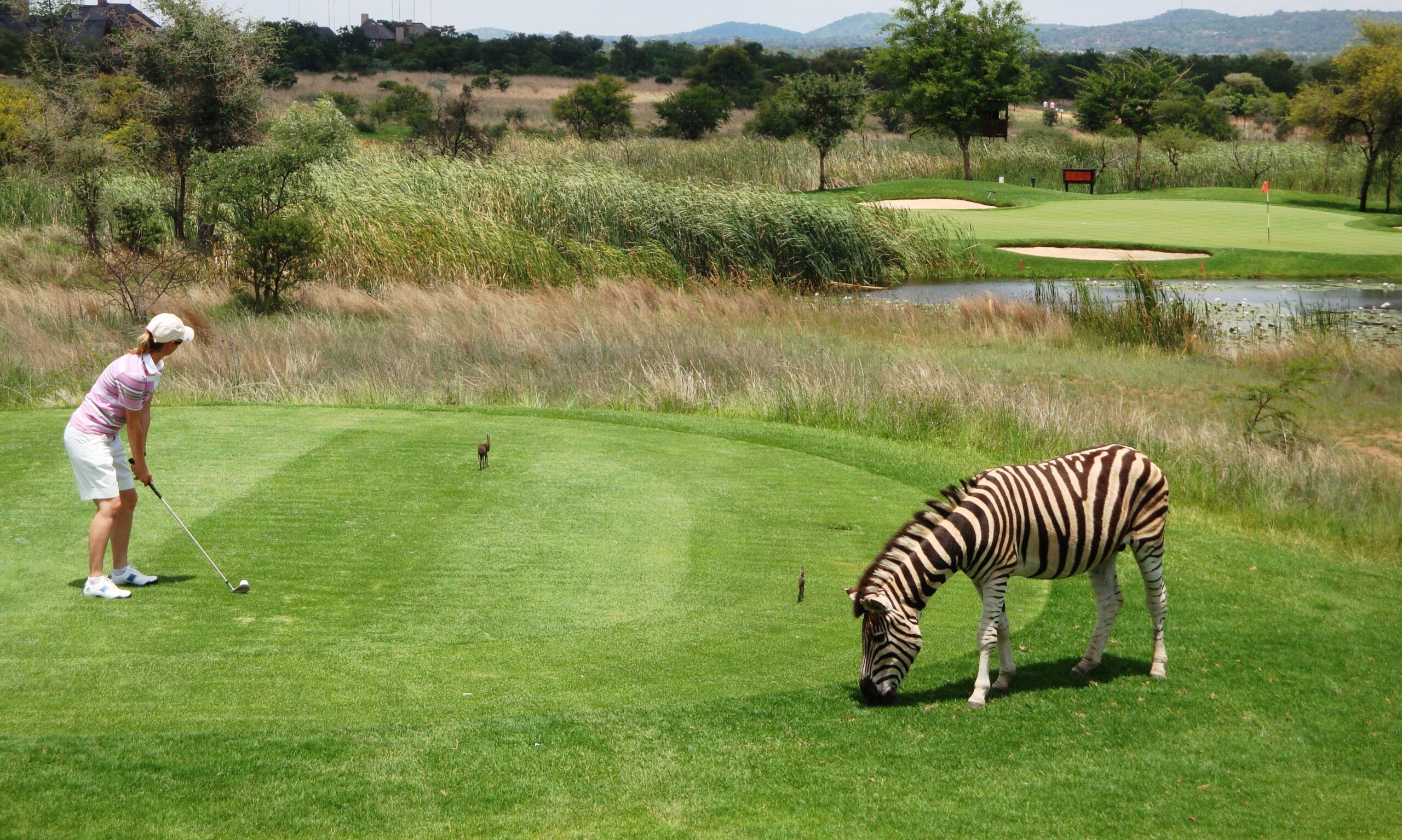 safari golf