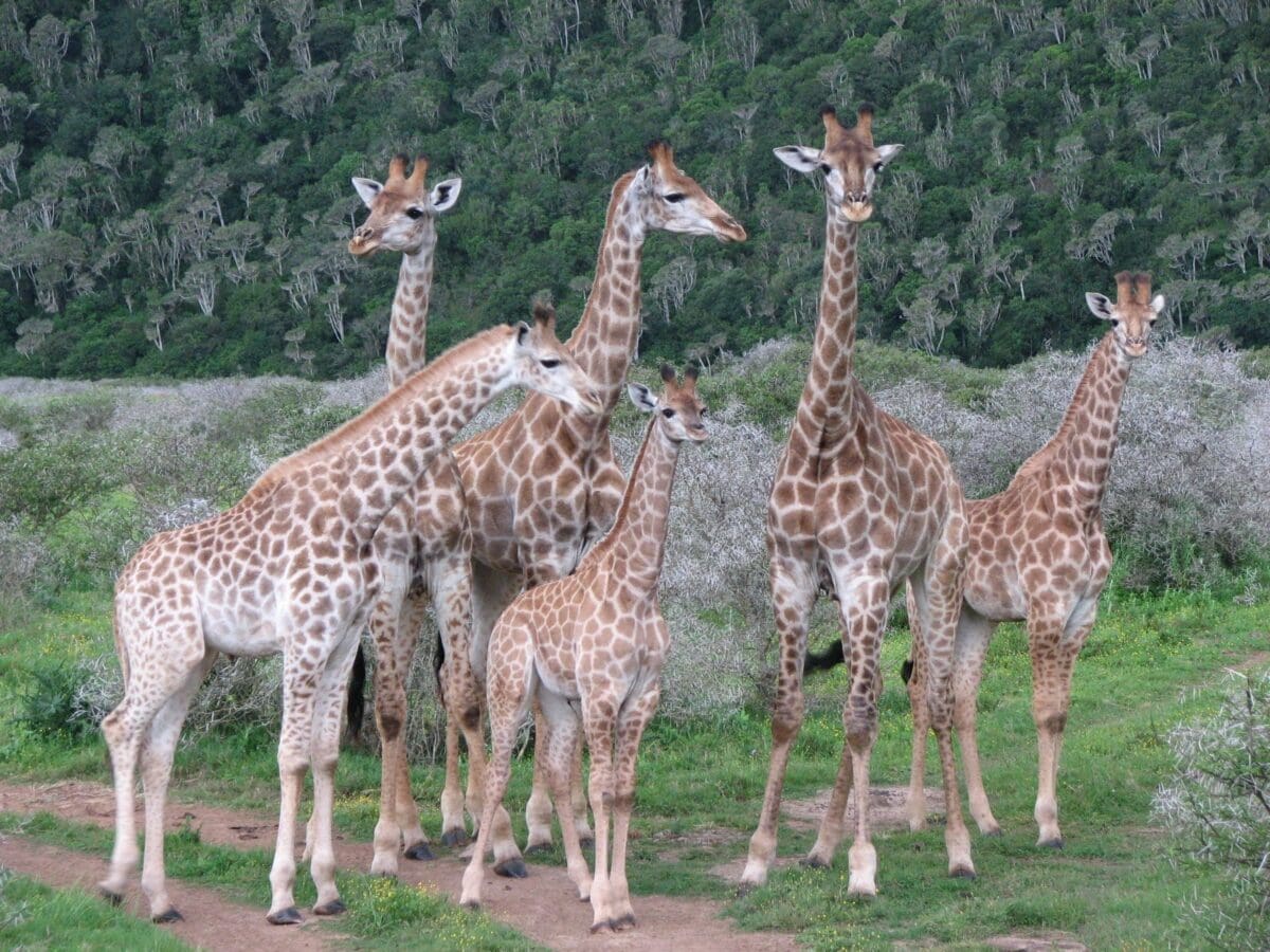 Discover the Beauty of South Africa with a Golf and Safari Tour Golf