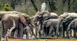 Elephants at Water Hole