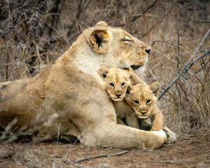 Kruger National Park Safari