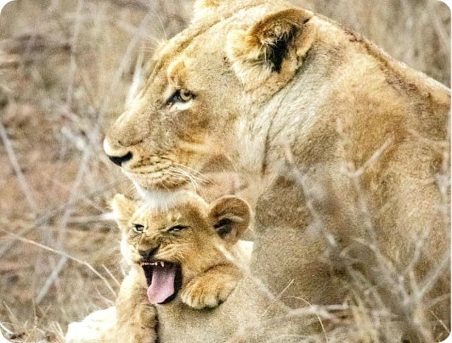 golf south africa safari south africa luxury travel