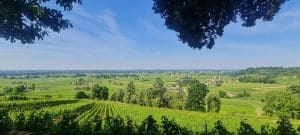 Golf and wine tasting