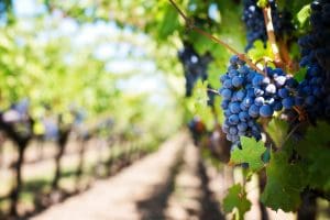 Golf and wine tasting