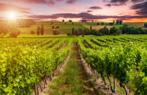 Golf and wine tours