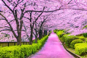 japan golf japan cherry blossoms luxury golf tours golf & tours golf travel japan holiday japan vacation