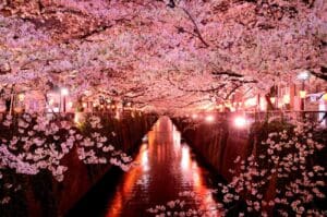 japan golf japan cherry blossoms luxury golf tours golf & tours golf travel japan holiday japan vacation