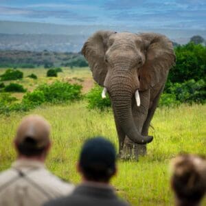 luxury small group golf tours, golf & tours, golf and safari, Safari South Africa, play golf in South Africa, golf tour in South Africa,